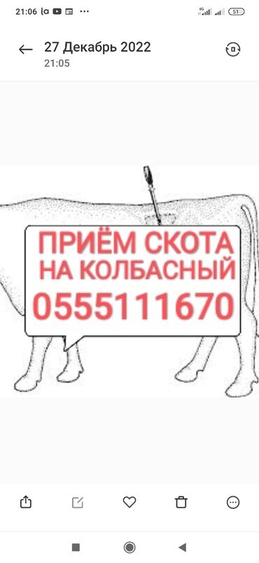 москвич 423 купить: Куплю | Коровы, быки, Лошади, кони, Другие с/х животные | Круглосуточно, Любое состояние, Забитый