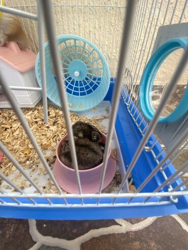 Gəmiricilər: Xamyak hemster 3 eded her biseyile birlikde — 7