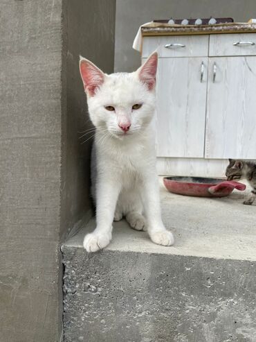 Pişiklər: Türk anqora -da lalafo.az — 14 Pişiklər: Türk anqora — 14