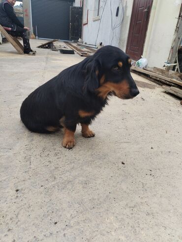 домик для большой собаки: 1 год, Самец, С прививками, Платная доставка