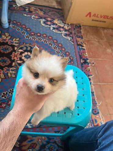 İtlər: Şpitz — 2