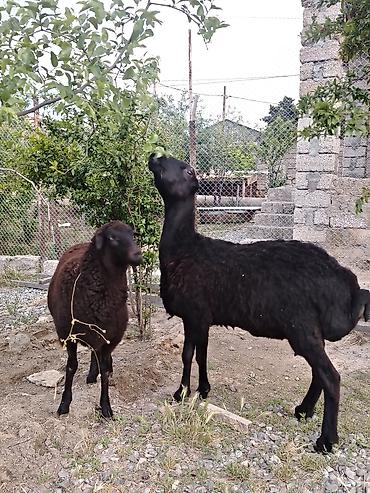balın kilosu: Dişi, il: 1, Damazlıq, Ünvandan götürmə — 8