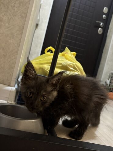мейн кун бишкек 😺 питомник lyubushka 🐈 купить котенка 🐾 цена фото: Мейн-кун, 2 айлык, Эркек, Лотокко барууга үйрөтүлгөн, Курттардан тазаланган