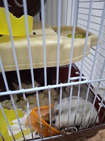 переноска для кошек баку: Hamster qəfəsi və aksesuarlar dəsti cunqarikdi ağolanı cütdülər bala — 2