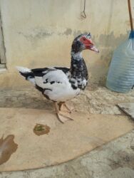 Gəmiricilər: Erkək lal ördəklər