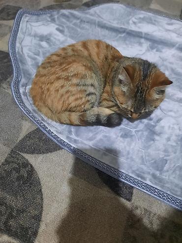 Отдам даром кошку: 6 месяцев, Девочка, Приучена к лотку — 14