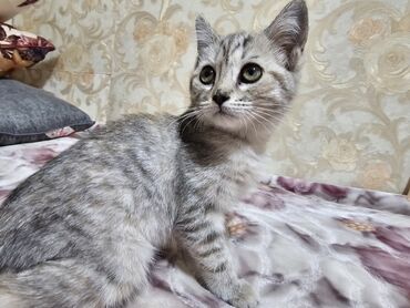 кошка с разными глазами: Шотландские котята 4-Месяца Мама котят Шотландская Вислоухая