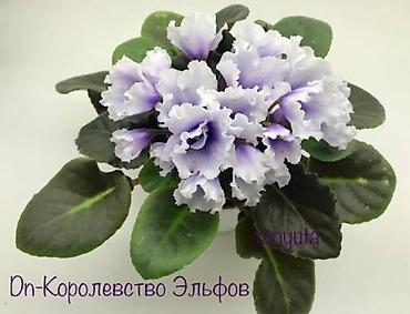 комнатные цветы даром: В продаже детки сортовых фиалок .Район Тоголок — 7