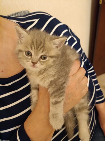 где продаются котята: Шотландская, Самец, Бесплатная доставка