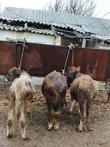 Коровы, быки: Продаю | Музоо, торпок | Полукровка | На откорм | Привязанные — 10