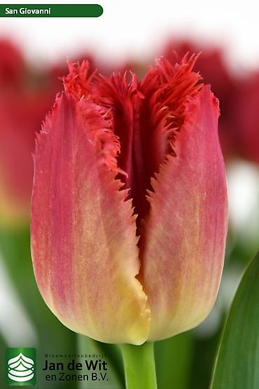 Цветы и букеты: Тюльпаны тепличного выращивания от производителя интересные цены - — 4