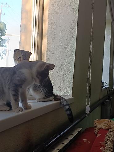 коты бишкек: Милый домашний котёнок скоттиш страйт серебристо-серым тигровым — 7
