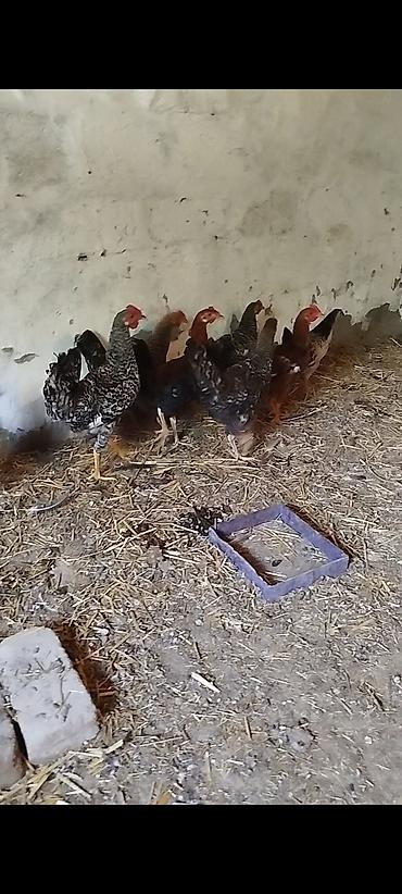 Xoruzlar: 5 ayının içində təbii kənddə həyətdə göylükdə yetirşdirilmiş kənd — 1