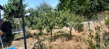 Bağ evlərinin satışı: Bakı, Saray, 100 kv. m, 3 otaqlı, Hovuzlu, İnternet, Qaz, İşıq — 7