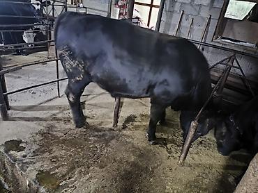 продам кента: Продаю | Бык (самец) | Ангус | На откорм | Привязанные — 8