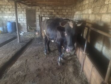 cins buzovlar: Самка, лет: 4, Для молока, Самовывоз