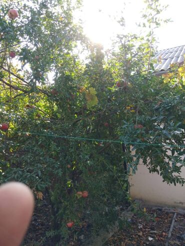 Torpaq sahələrinin satışı: 12 sot, Mülkiyyətçi, Kupça (Çıxarış) — 6