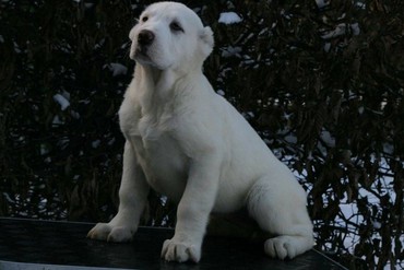 İtlər: Алабай (Alabay) Племенной питомник предлагает щенков среднеазиатской — 9