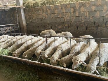 Животные: Продаю | Овца (самка), Баран (самец) | Меринос | Для разведения | Племенные, Осеменитель, Матка