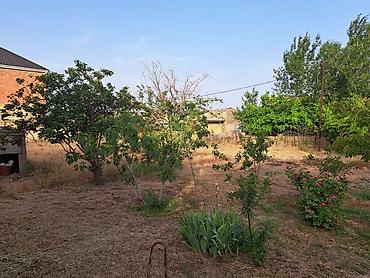 Torpaq: 3 sot, Mülkiyyətçi, Kupça (Çıxarış) — 1