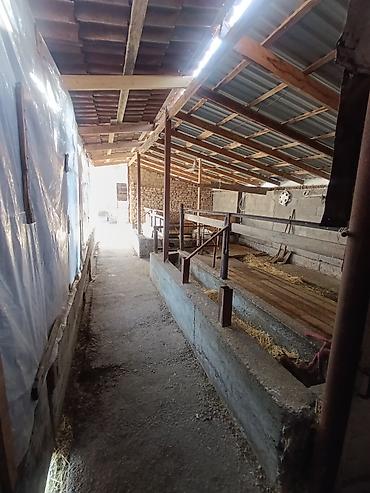 Продажа коттеджей и домов: Дом с участком срочно барачный дом сатылат душ кухня хол 2 спальный — 9