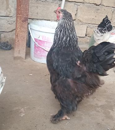 it bazari 2019: Toyuq, Brama, Damazlıq — 2