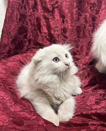 египетские кошки: Парода Шотландский скотиш фолд Пушистый котёнок с длинной шерстью и — 2