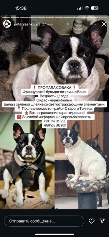 французский бульдог: Французский бульдог, кличка Боня. Возраст — 1,5 года. Окрас —