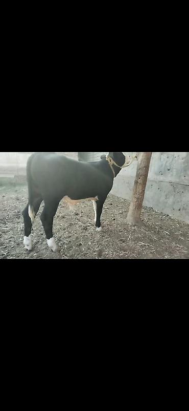Dana, buzov: Erkək dana - Rəng: qara-ağ (ağ alın və ağız, ayaqlarda ağ corablı -da lalafo.az — 7 Dana, buzov: Erkək dana - Rəng: qara-ağ (ağ alın və ağız, ayaqlarda ağ corablı — 7