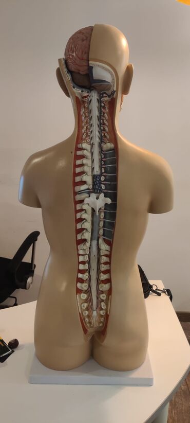Ostali medicinski proizvodi: Torzo coveka sa otvorenim vratom i ledjima od 18 delova, kao novo — 6