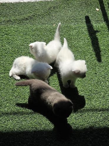 Кошки: Skotiş fold balaları – ağ və boz rənglərdə - Cins: Scottish Fold — 2