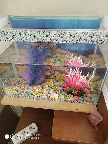Akvarium dekoru: Dördbucaq akvarium, Balıqlarla birlikdə, 20 l, Ünvandan götürmə — 3