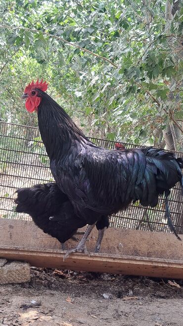 Toyuqlar: Toyuq, Australorp, Damazlıq, Pulsuz çatdırılma — 9