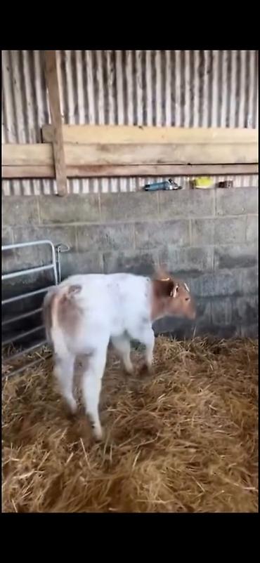 Dana, buzov: Satılır: erkək balalıq (dana) Xüsusiyyətlər: - Rəng: ağ-qırmızı — 3