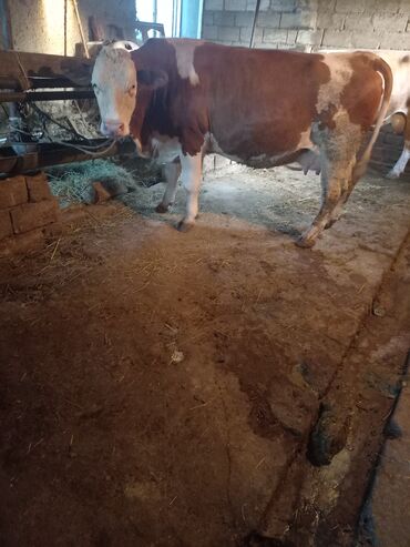 quş qefesi: Dişi, Simental, il: 3, Damazlıq, Südlük