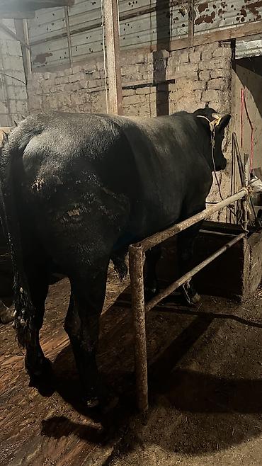 Коровы, быки: Продаю | Бык (самец) — 5