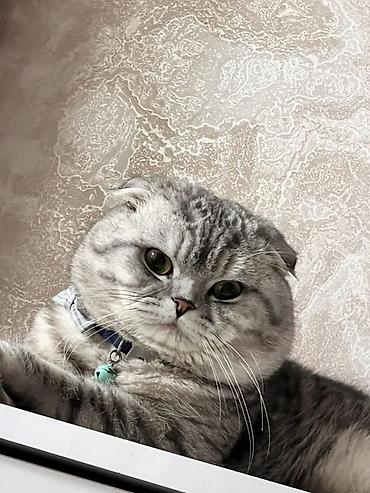 Кошки: Шотландская вислоухая — 1