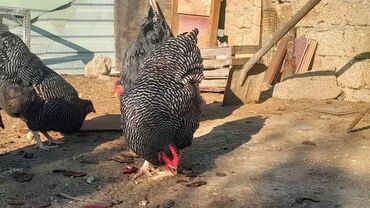 heratı xoruzlar: BARRED ROCK