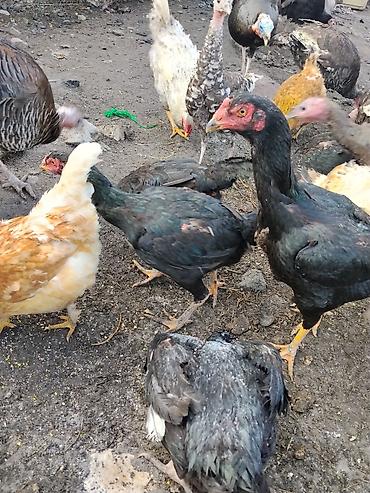 Другие с/х животные: Продаются сельскохозяйственные птицы смешанного поголовья для — 20