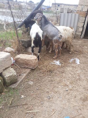 keci satsi: 6 cepiş erkek tek tekde satlır Qiymeti ferqli olacaq — 3