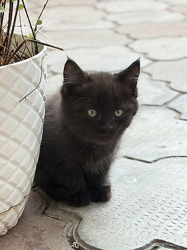 черные котята: Мальчик — 2