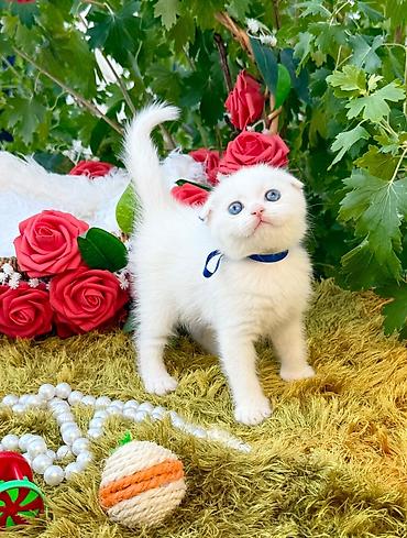 çin aslanı: Şinşilla, Erkək, Dişi, Ödənişli çatdırılma — 4