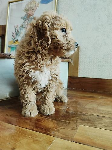 İtlər: Pudel — 10