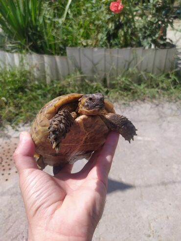 tap az heyvanlar xudat: Salam bala tısbağa satılır ələ öyrəşib qorxaq xəstə heyvan deyil tam