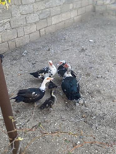 kuban ordəyi: Tam saglam heyvanlardı 1 erkek 3 disi 2 denede balası var real alıcıya — 1