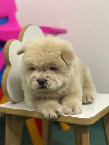 samoyed balasi satilir: Çau-Çau, 1 ay, Erkek, Peyvəndli, Ünvandan götürmə, Ödənişli çatdırılma