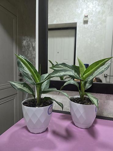 алоказия: Алоказия (Alocasia ‘Polly’) в декоративном белом кашпо - Эффектные — 5