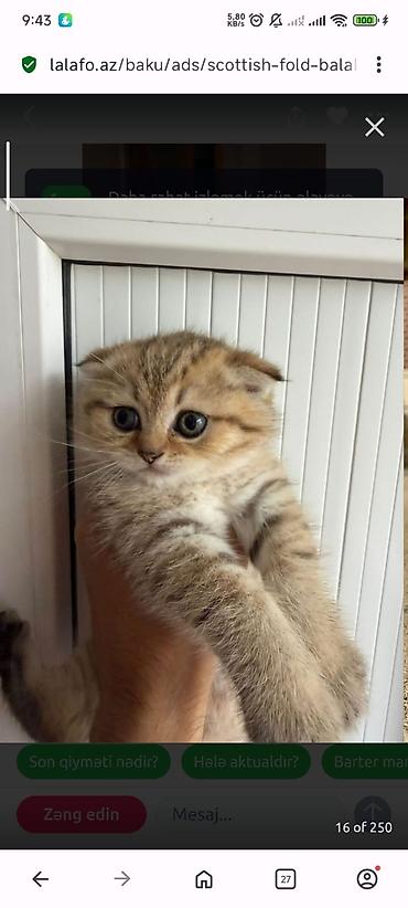 Pişiklər: Yaxşı əllərə — 18