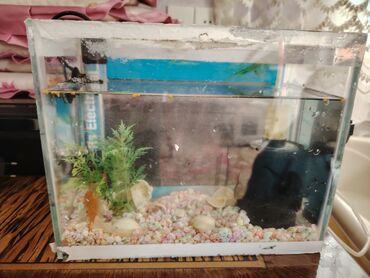 С/х животные и товары: Kiçik akvarium dəsti - Şüşə akvarium, təxmini ölçü: 25×15×20 sm