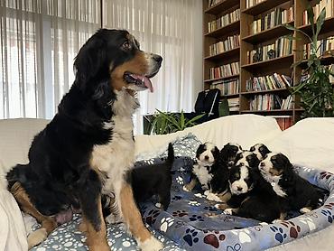 Psi: Štenci bernskog planinskog psa - Rasa: bernski planinski pas (Bernese — 12